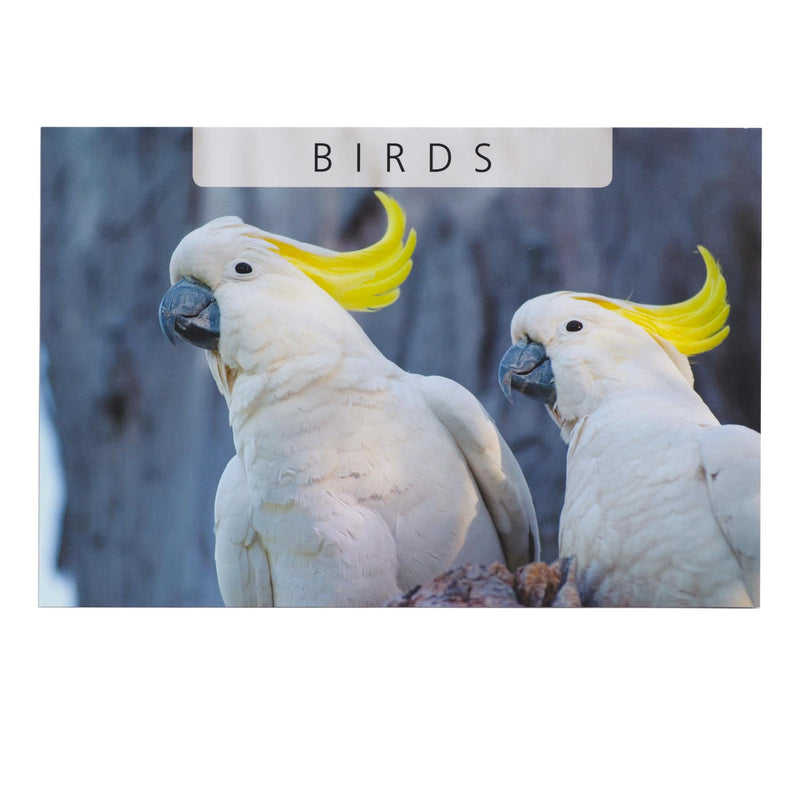 5 Banknote Set | Birds | Cockatoos | African Sacred Ibis | Bird of Paradise | Toucan